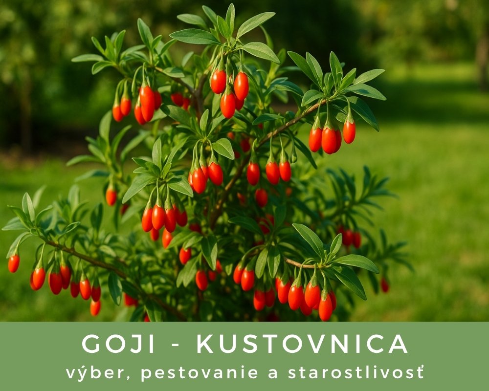 Goji   -  výber, pestovanie a starostlivosť