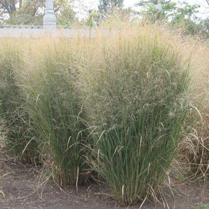 cropped image (81)