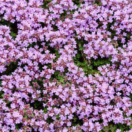 wildcreepingthyme
