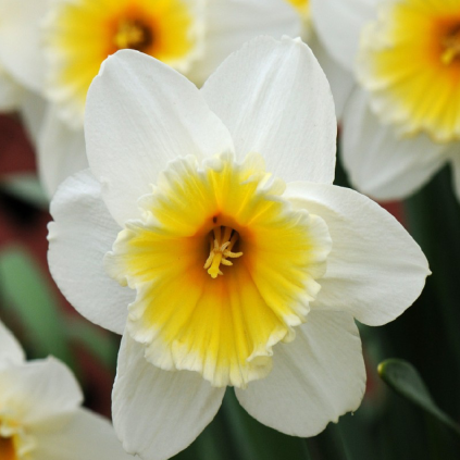 14358 cibuloviny narcis slim whitman