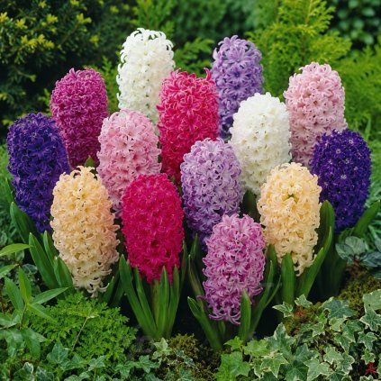 hyacinth mixed pkhyamxd