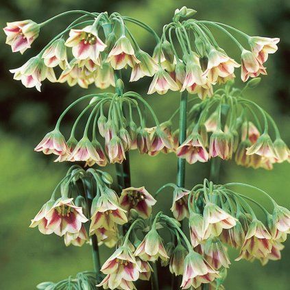 14589 allium nectaroscordum siculum p2889 35441 image