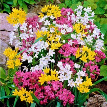 14667 okrasny cesnak allium mixed 20 cibul