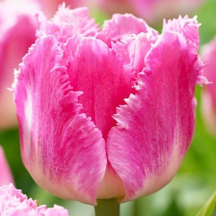 14799 cibuloviny tulipan dallas