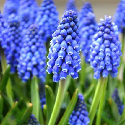 15315 cibuloviny modrica muscari armeniacum