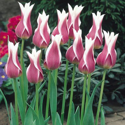 15348 cibuloviny tulipan ballade