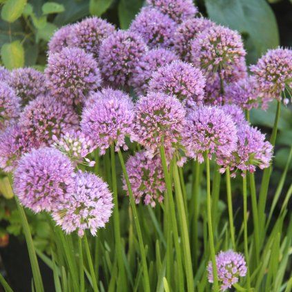 Allium Millenium 1