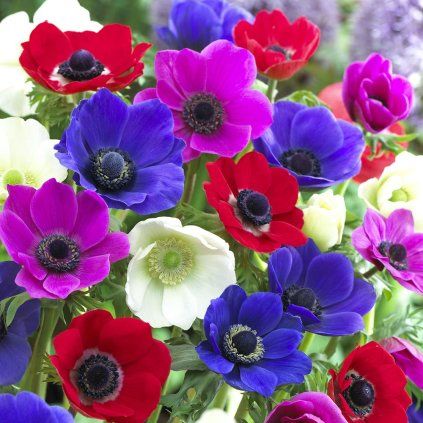 VETERNICA ANEMONE DE CAEN MIXED (10 HĽÚZ)