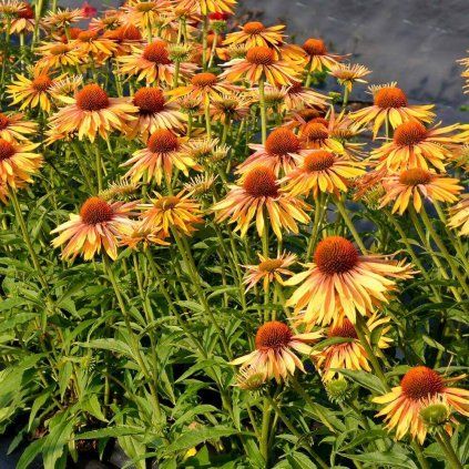 ECHINACEA PURPUROVÁ - BIG KAHUNA