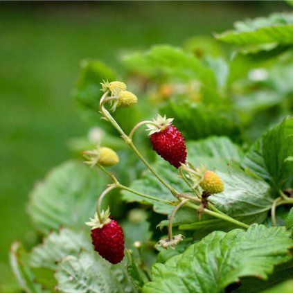 jahodnik mesicni alexandria fragaria vesca semena jahodniku 20 ks (1)