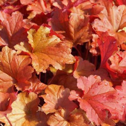 HEPA 2 Heuchera Paprika DSC00461.1491334227 (2) (1)