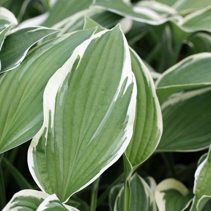 Hosta Carol eins