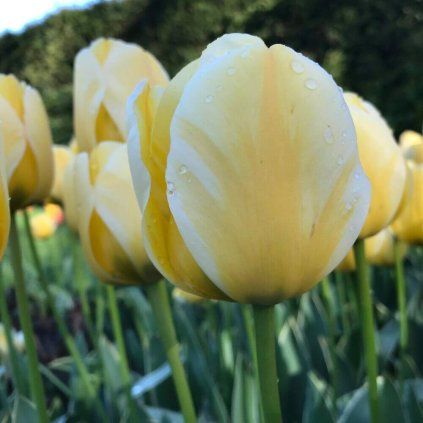 TULIPÁN JAAP GROOT (5 CIBÚĽ)