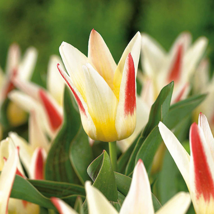 TULIPÁN JOHANN STRAUSS (5 CIBÚĽ) Plantex