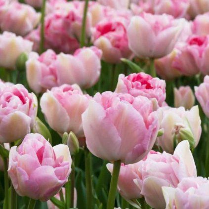 TULIPÁN ANGELIQUE (5 CIBÚĽ) Plantex