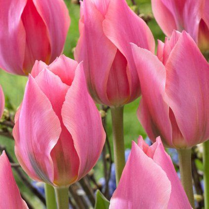 TULIPÁN ALBERT HEYN (5 CIBÚĽ) Plantex