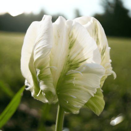 TULIPÁN SUPER PARROT (5 CIBÚĽ) Plantex