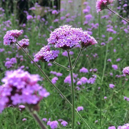Verbena Photoroom