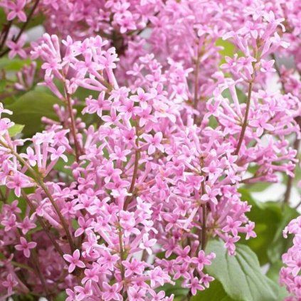 27421 orgovan meyerov flowerfesta pink