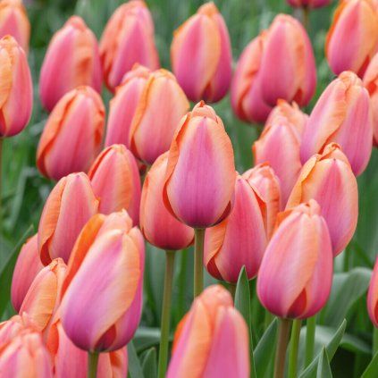 Tulip Apricot Impression 11 12cm 0005993 2 61103 (1)