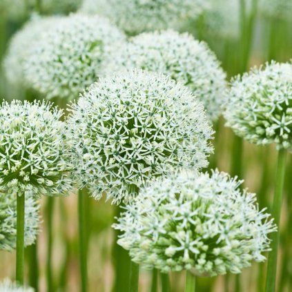 Cibuloviny Allium Mount Everest
