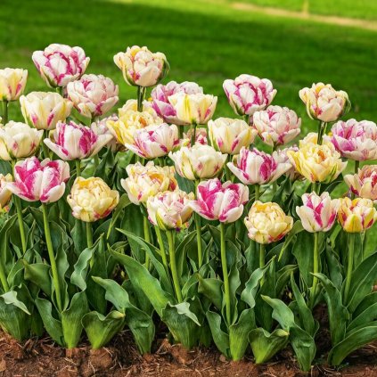 31015 pol pl tulipan pelny pozny tulipa double shake 5 szt 7521 1 photoroom