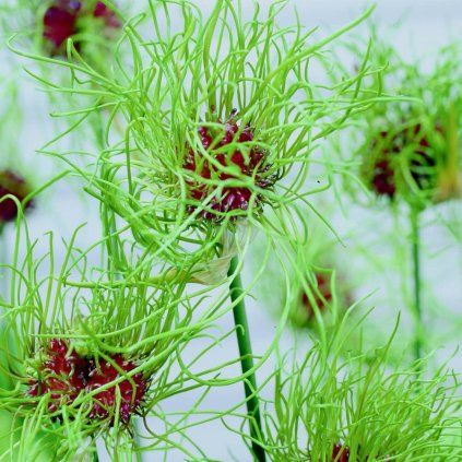 Cibuloviny Allium Hair