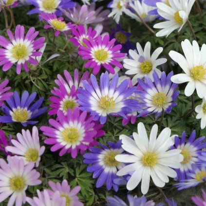 3284 cibuloviny anemone blanda mixed