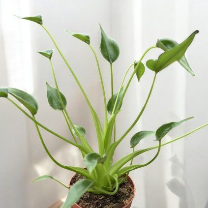 image Photoroom (2)
