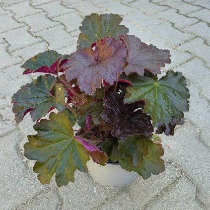 huechera purple 1