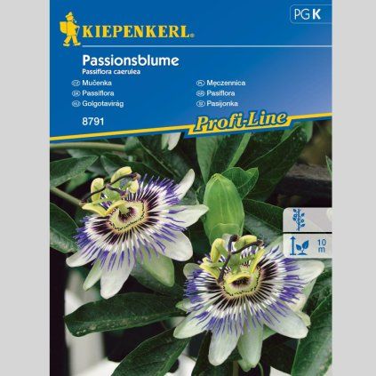 passiflora