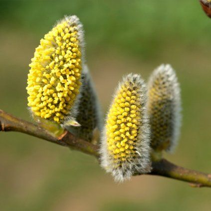 Goldbienen Kätzchenweide