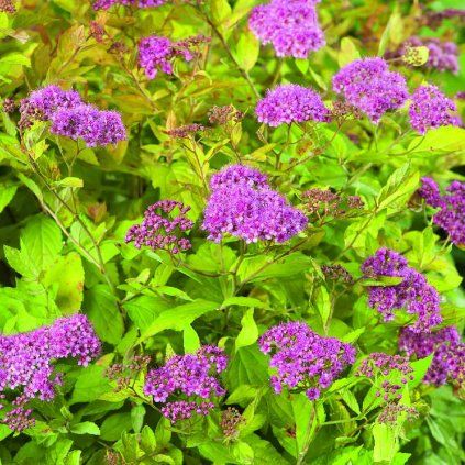 Spiraea japonica 'Golden Princess'