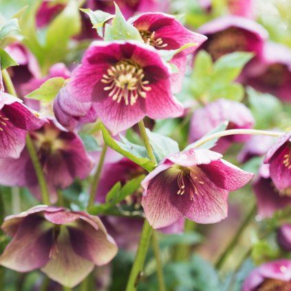 Helleborus Batista