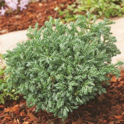 Chamaecyparis pis. 'Baby Blue'