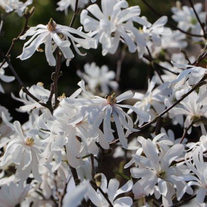Magnolia Royal Stellata