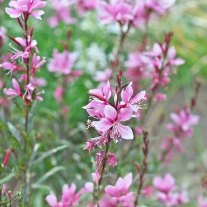 DM foto (28) Photoroom