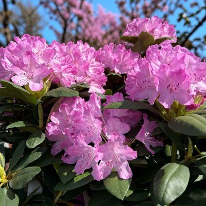 image (18)
