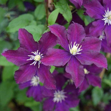 clematis warszawska nike syn. warsaw nike 8724 p