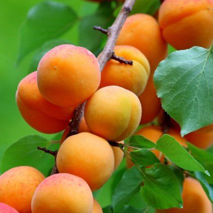 Prunus armeniaca Vegama