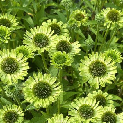 green jewel Photoroom (1)