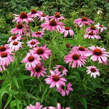 echinacea