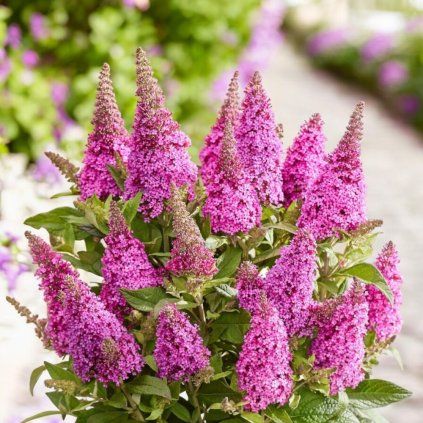 126860 2 buddleja butterfly candy little cerise 7 Photoroom