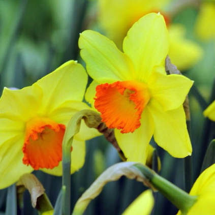 Cibuloviny Narcis Red Devon