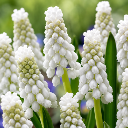 muscari1