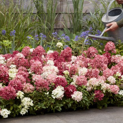 hydrangea paniculata groundbreaker ruby cr 1300x1300