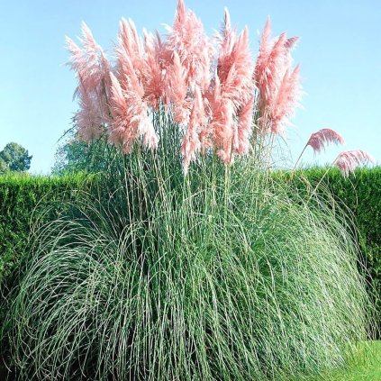 Cortaderia selloana