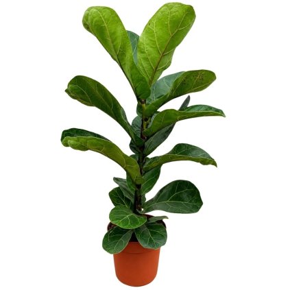 DM foto (13)