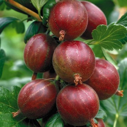 Drobné ovocie, egreše - Egreš Hinnonmaki Rot ker