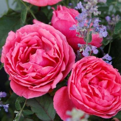 Gartenprinzessin Marie Jose